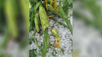 В Златоусте град уничтожил посевы в огородах и побил теплицы