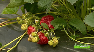 Зеленая передача 30.07.2020