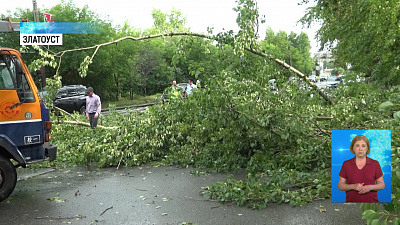 Ураган повалил деревья