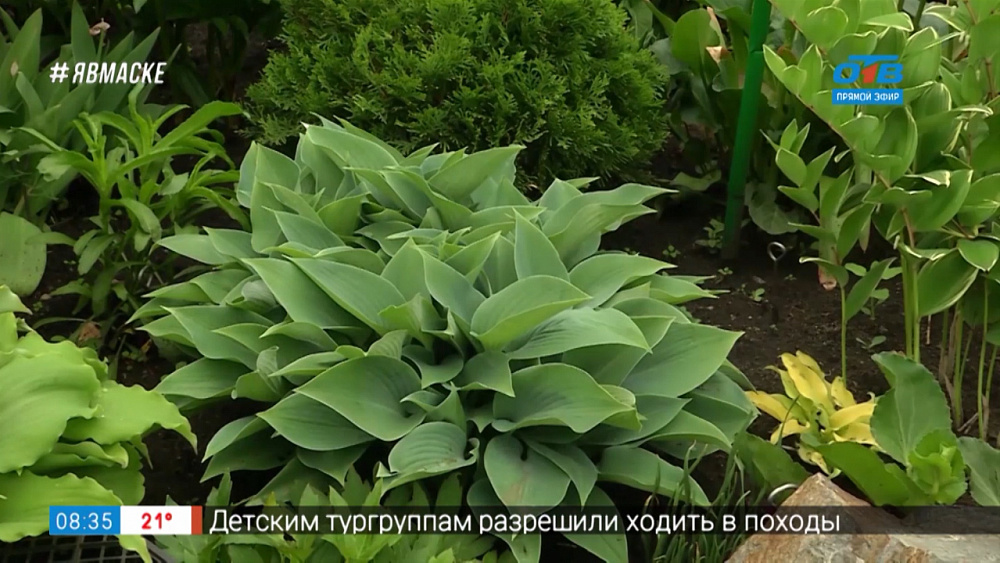 Руки садовода — Самые красивые хосты