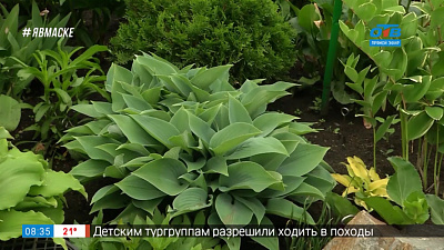 Руки садовода — Самые красивые хосты