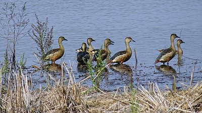 Птичий грипп обнаружен в одном из районов Челябинской области