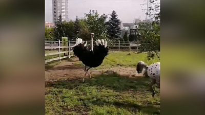 Беговые тренировки страуса Моси попали на видео