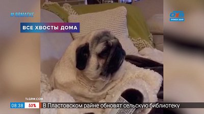 Все хвосты дома — собака — засыпака