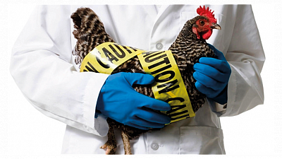 Стало известно, как птичий грипп попал в Увельский район