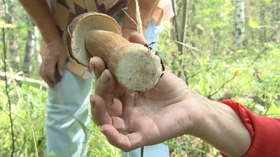 В Миассе разгар грибного сезона