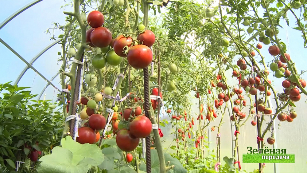 Зеленая передача 06.08.2020