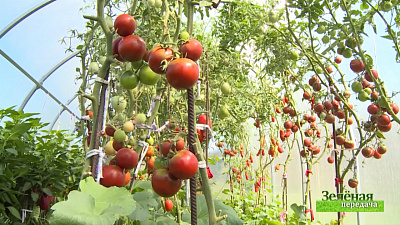 Зеленая передача 06.08.2020