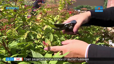 Руки садовода — как продлить цветение спиреи