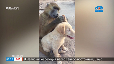 Все хвосты дома — заботливый бабуин