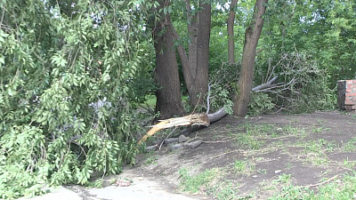 Порывами ветра поломало деревья и баннер
