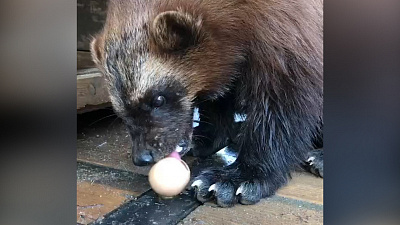 Росомаха Бира полдничает под присмотром видеокамеры