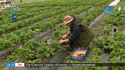 Руки садовода — удачные сорта садовой земляники