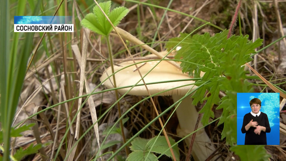 Начался грибной сезон