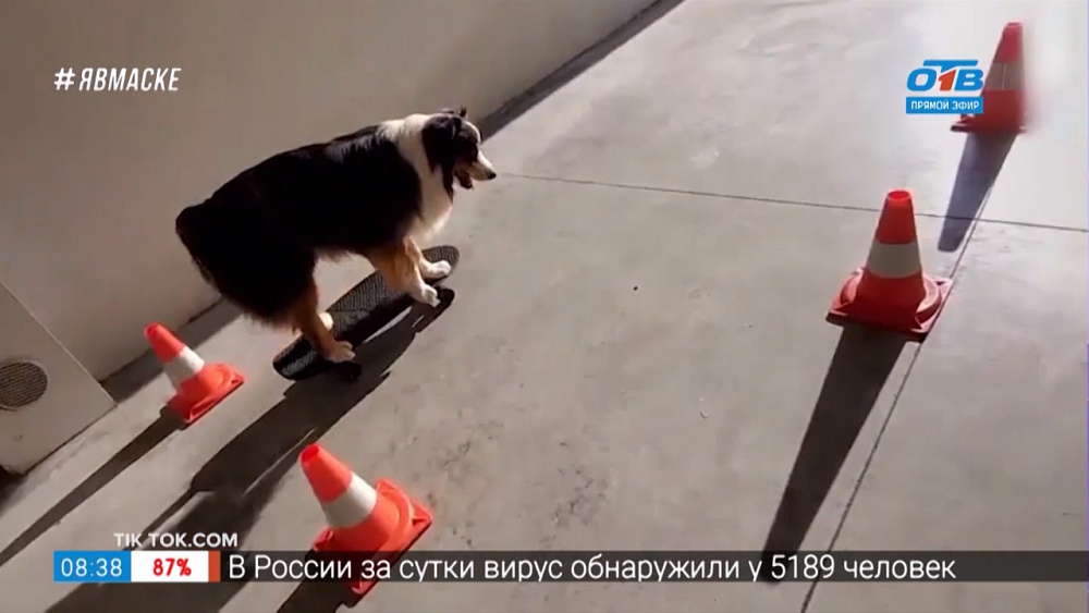 Все хвосты дома — пёс-скейтбордист