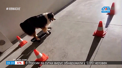 Все хвосты дома — пёс-скейтбордист