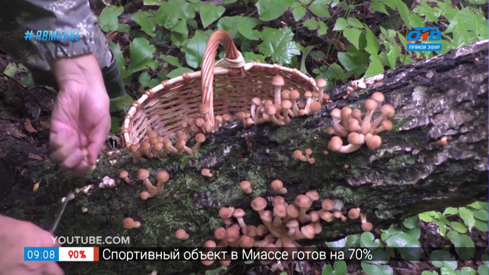 Вкусные истории — опята