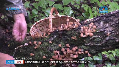 Вкусные истории — опята