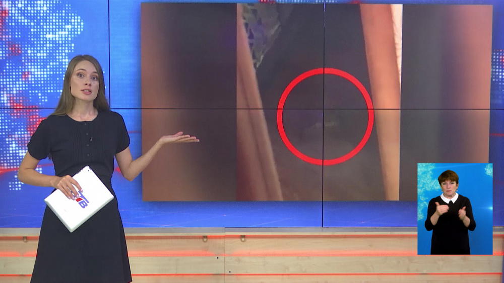 Что делать, если в доме дикое животное