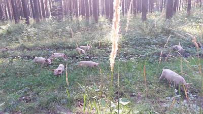 Поросята-грибники попали на видео в Усть-Катаве