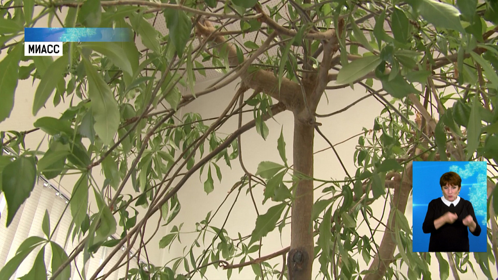 В Миассе растёт старейший баобаб в регионе