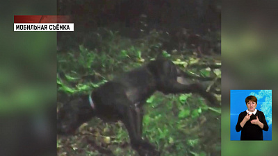 Собаку убило током от оборванных проводов