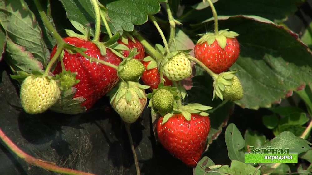 Зеленая передача 13.08.2020