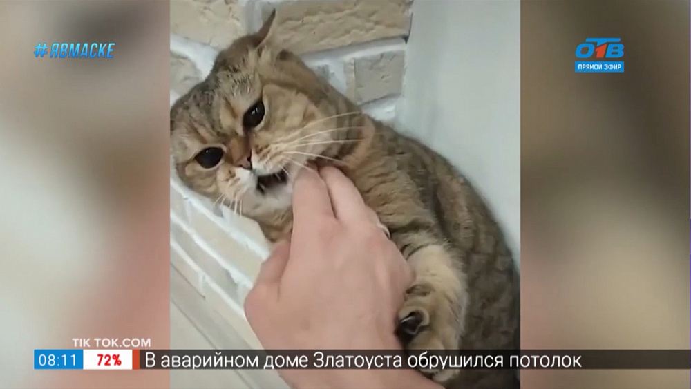 Все хвосты дома — кунг-фу кот