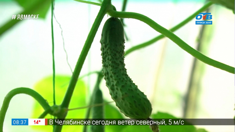 Руки садовода — защищаем растения от паутинного клеща