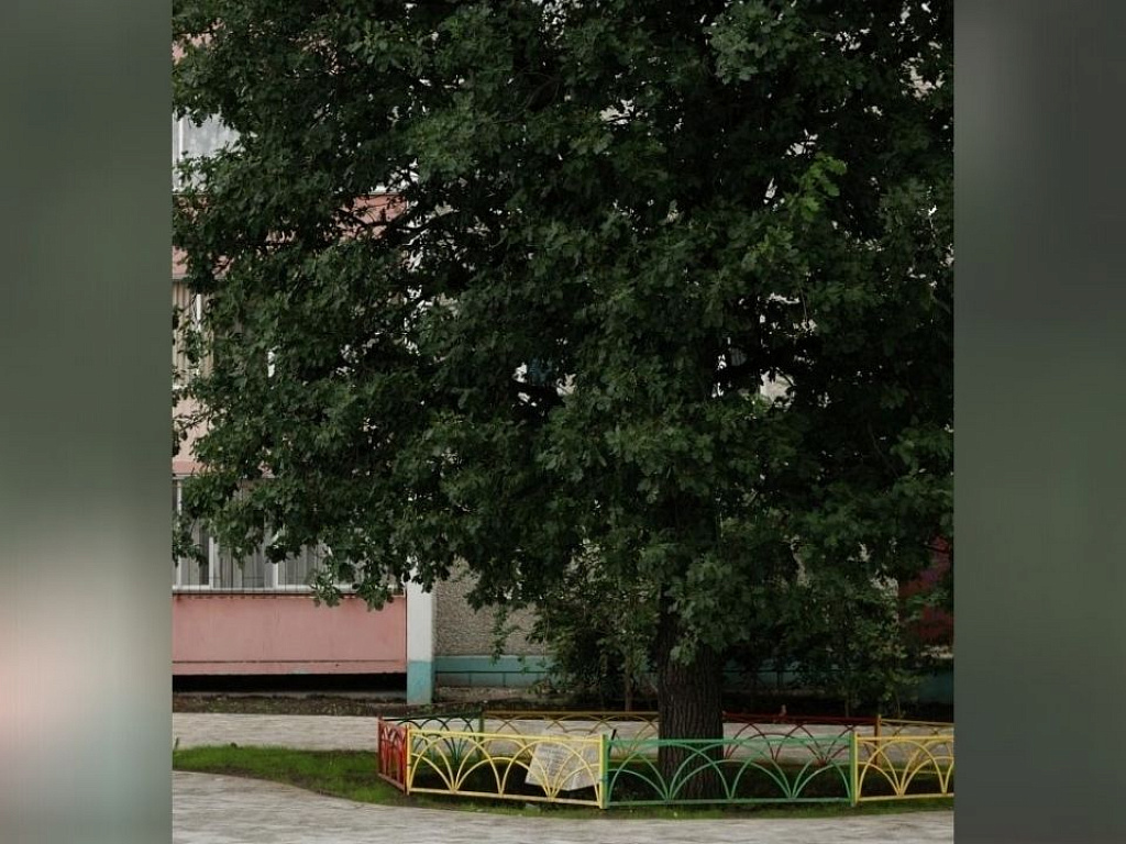 Деревья Челябинска Фото