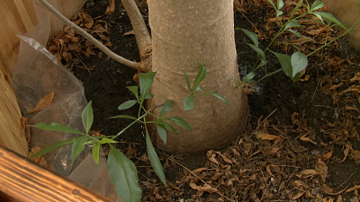 Старейший в регионе африканский баобаб растёт в Миассе