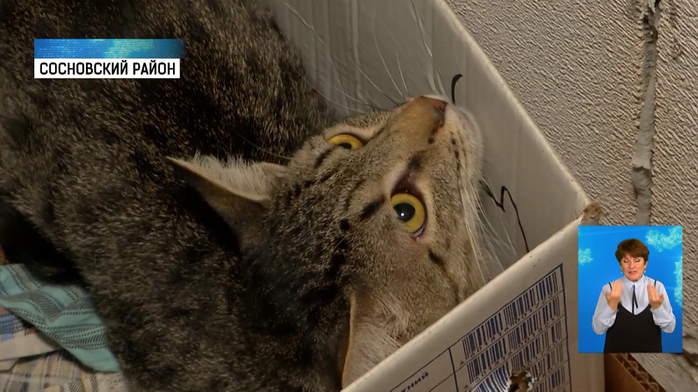 Челябинский бизнесмен пристраивает кошек