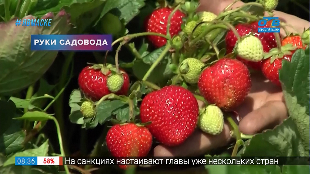 Руки садовода — как вырастить земляничную рассаду