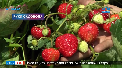 Руки садовода — как вырастить земляничную рассаду