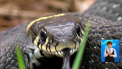 В Верхнеуральском районе школьника укусила змея