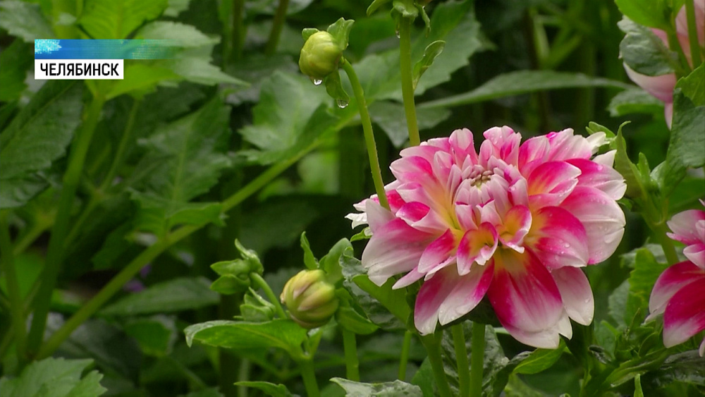 Цветы к 1 сентября могут подорожать вдвое