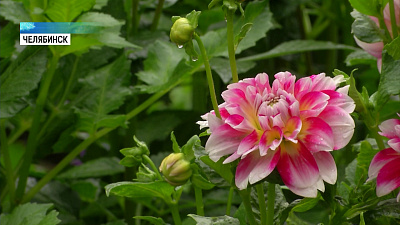 Цветы к 1 сентября могут подорожать вдвое