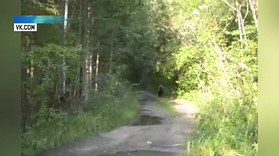 В Миассе медведи вышли к людям