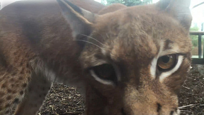 «Рысьи нежности»: видео из Челябинского зоопарка