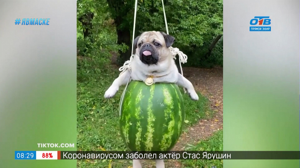 Все хвосты дома — арбузные качели