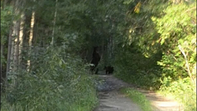 Миасцы встретили медвежат с мамой около п. Михеевка