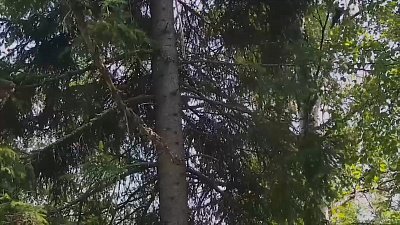 Видео сойки в нацпарке «Таганай»