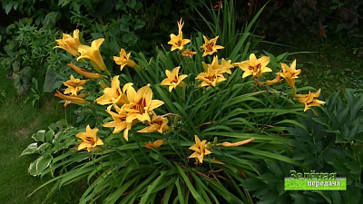 Зеленая передача 20.08.2020