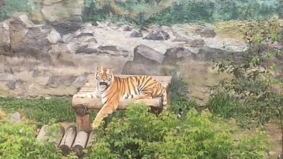 Амурская тигрца Лаффи точит когти: видео Челябинского зоопарка