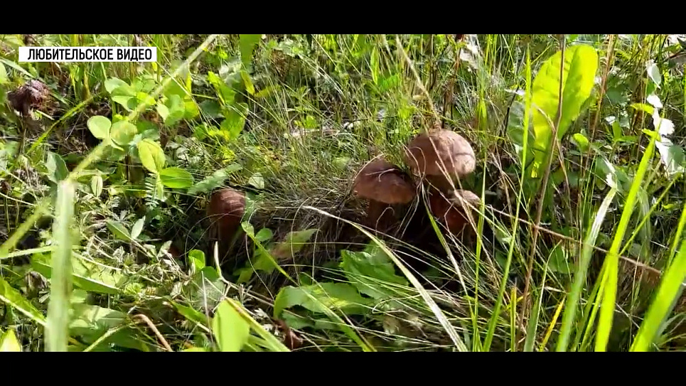 Богатый урожай грибов в високосный год