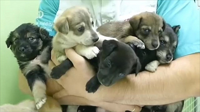 Семь щенков подбросили в ветеринарную клинику: видео с камеры наблюдения