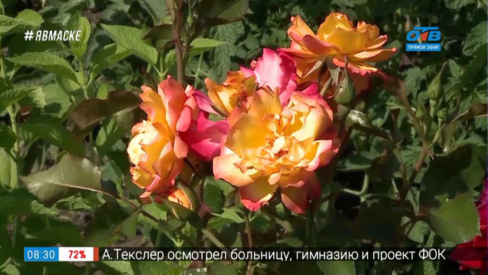 Руки садовода — зачем нужно обрезать розы?