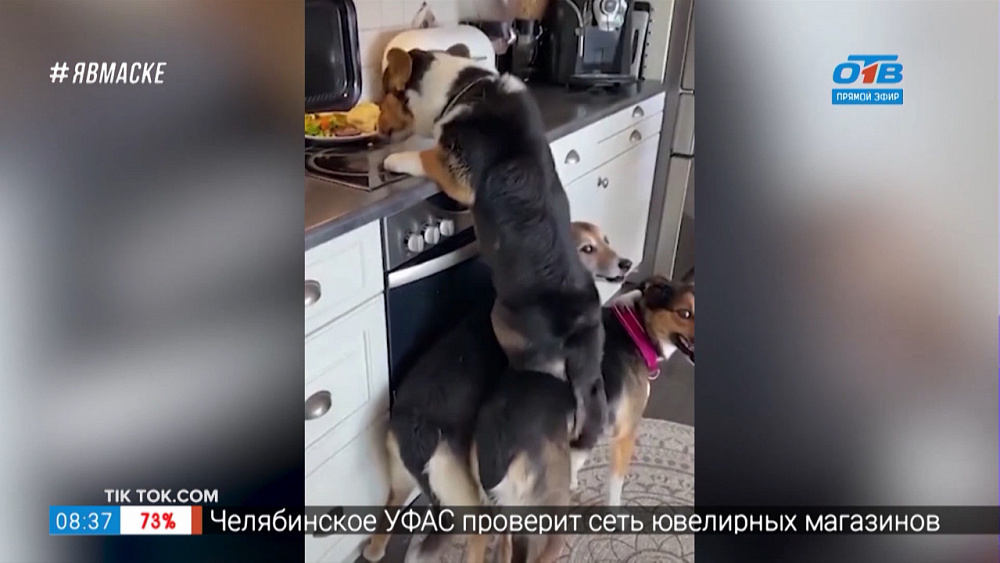 Все хвосты дома — банда пушистых налетчиков