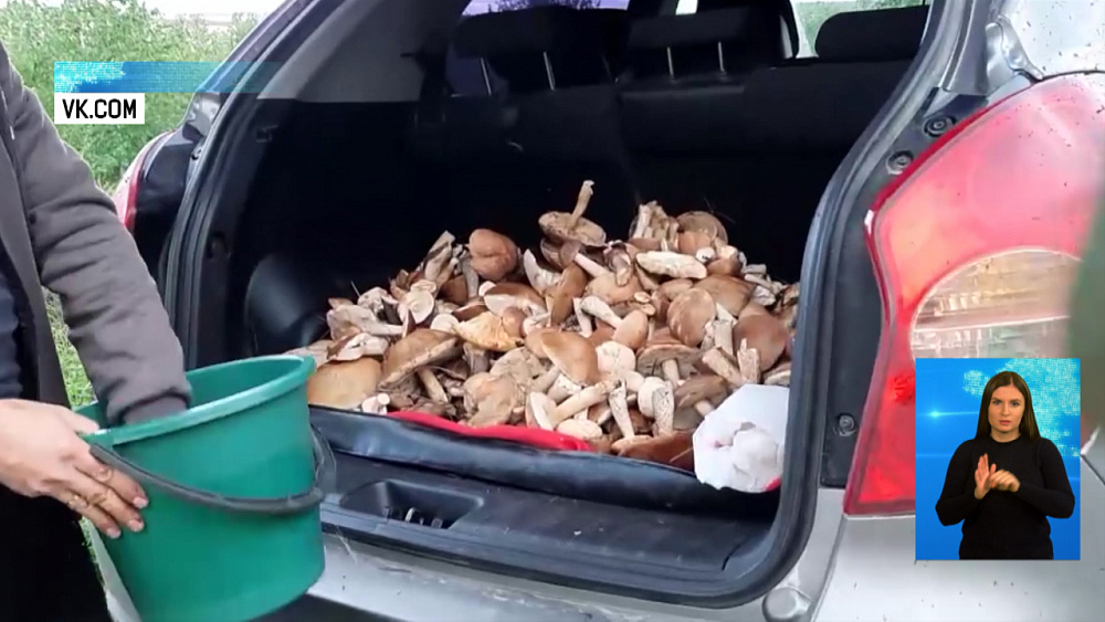 Четверо чебаркульцев отравились грибами