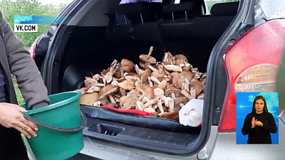 Четверо чебаркульцев отравились грибами